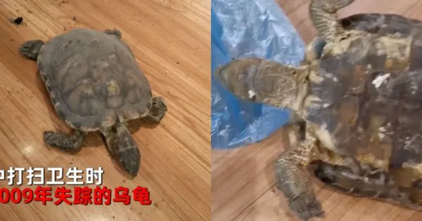 一隻寵物龜卡在床下12年,近日才被挖出來,但早已成了乾屍。(翻攝自星視頻)