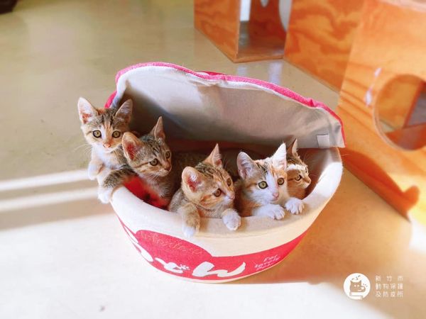 新竹「超可愛烏龍麵」等一個家　5幼貓今開放認養。（圖／新竹市動物保護及防疫所）