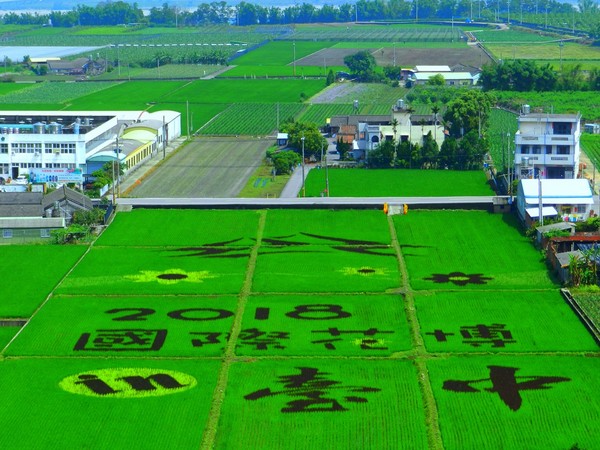 外埔彩繪稻田（圖／外埔農會提供）