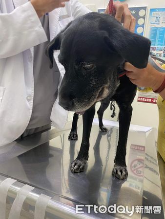 ▲新竹民宅驚見龜殼花！　愛犬咬死牠「中毒腫成豬頭」緊急注射血清。（圖／新竹市浪愛傳遞貓狗tnvr協會提供）