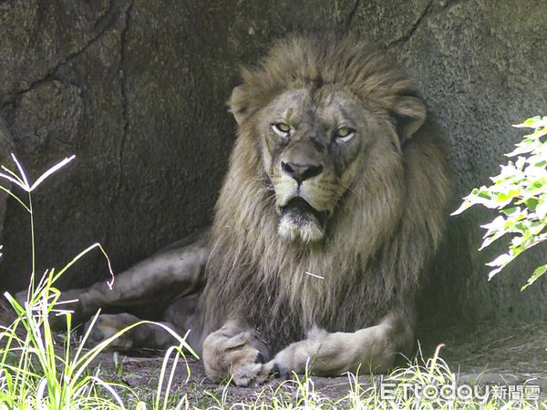 ▲▼台北市立動物園：尊重物種育幼隱私，避免意外「殺嬰」行為。（圖／台北市立動物園提供，下同）