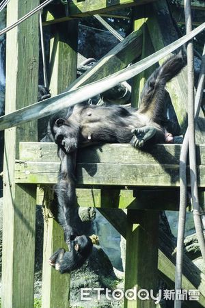 ▲▼台北市立動物園：尊重物種育幼隱私，避免意外「殺嬰」行為。（圖／台北市立動物園提供，下同）