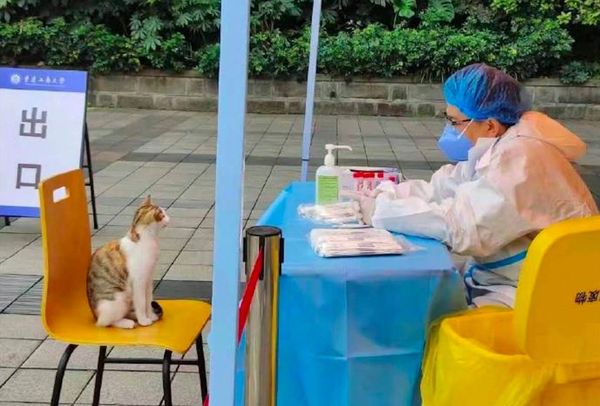 重慶工商貓咪。（圖／翻攝自微博）