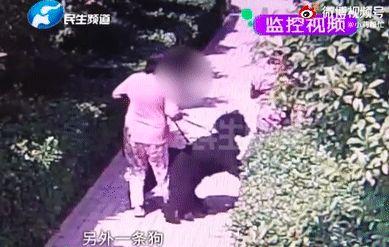 ▲▼ 安陽狗咬人。(圖/翻攝自微博)