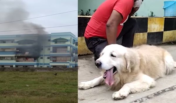 女主人睡死！溫馴黃金獵犬突然瘋狂吠叫　成功救150人逃離大火。（圖／翻攝自YouTube）