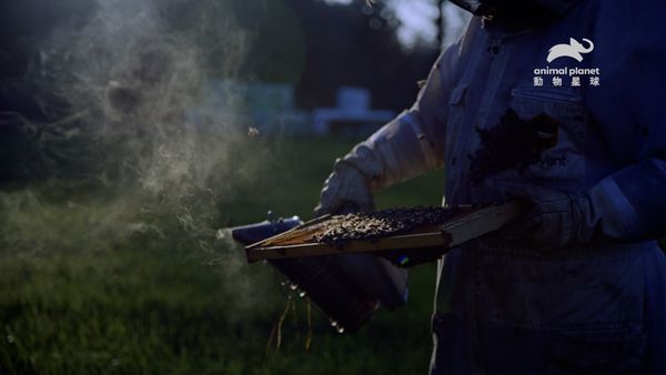 ▲▼亞洲大虎頭蜂侵美國　6萬蜜蜂慘遭集體斬首「撕成碎片」.。（圖／動物星球頻道提供）