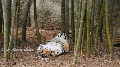 動物園東北虎「軟爛平躺、雙腳開開」霸氣全消　倒頭狂睡網笑翻：虎年賀卡模板