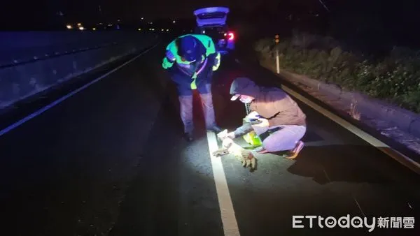 ▲苗栗今年第13起石虎路殺 機車騎士閃不及也犁田。(圖/記者黃孟珍翻攝)