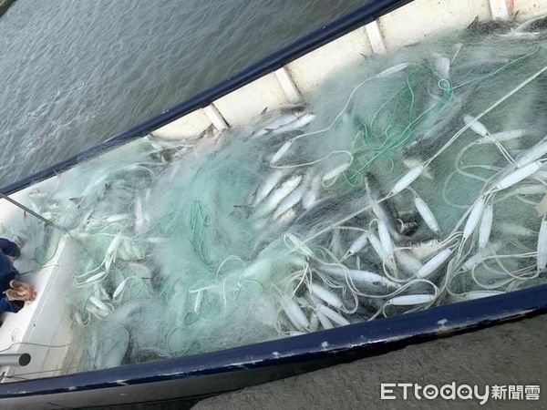 ▲▼燕尾烏魚 捕魚業者回應。（圖／原PO授權提供）