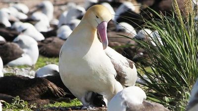 全球暖化導致「忠貞鳥夫妻」離婚率增加！飛更遠找食物，再回頭另一半已變心