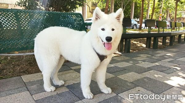 薩摩耶玩成哈士奇。（圖／飼主劉一豪提供）