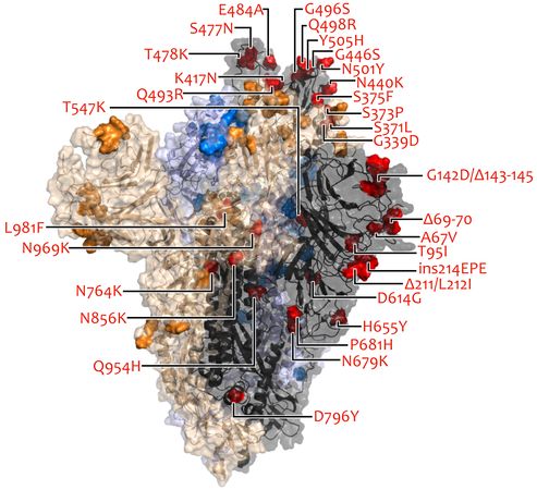 ▲▼Omicron病毒。(圖/翻攝自COG-UK)