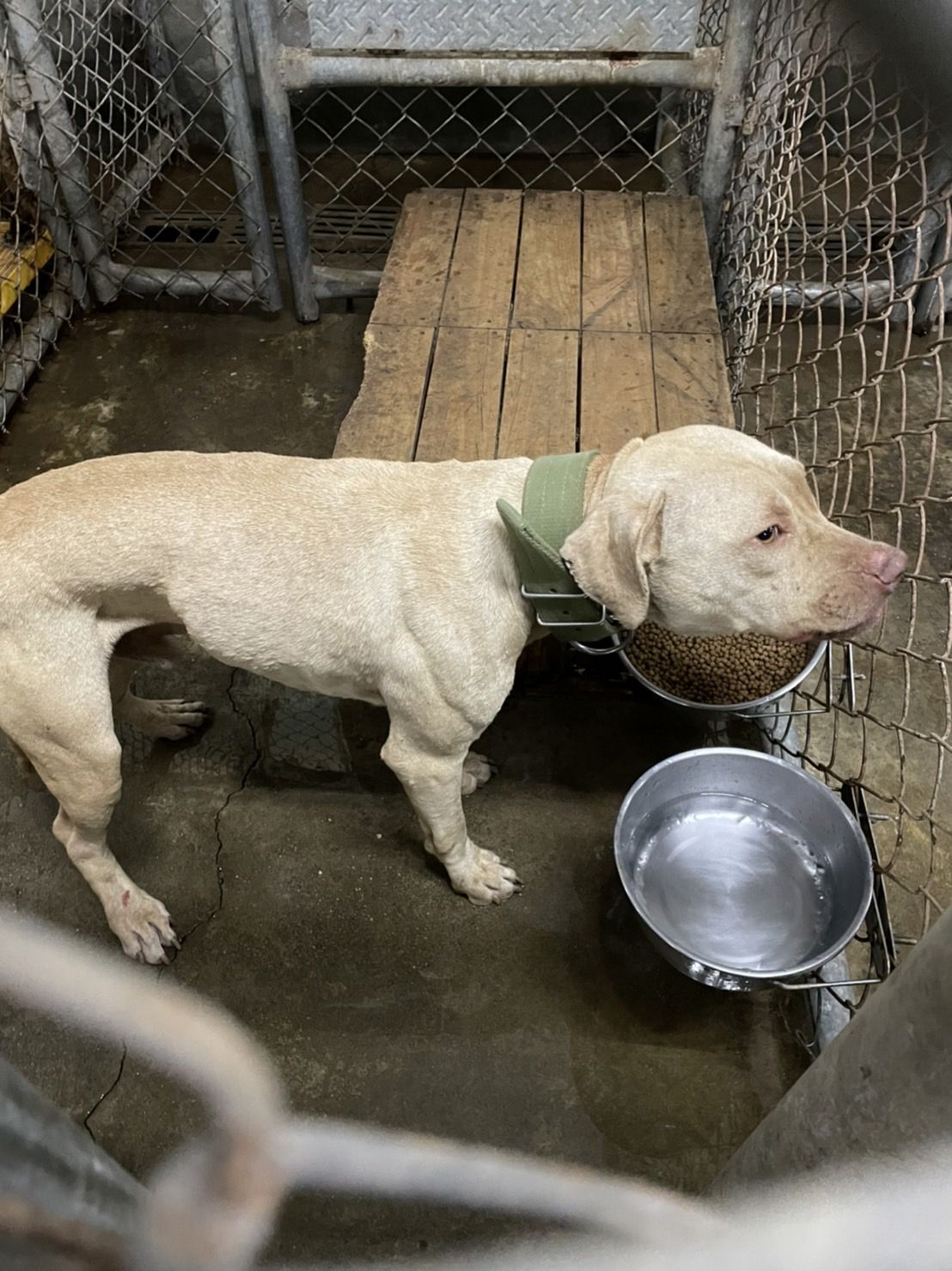 ▲比特犬現況曝光。（圖／記者陳崑福翻攝）