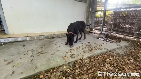 ▲▼嘉義比特犬流竄，嘉義縣家畜防治所緊急派員抓捕。（圖／記者翁伊森翻攝，下同）