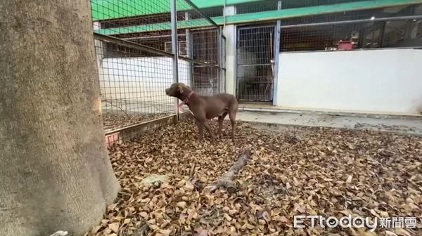 ▲▼嘉義比特犬流竄，嘉義縣家畜防治所緊急派員抓捕。（圖／記者翁伊森翻攝，下同）