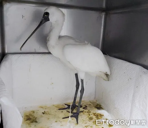 ▲在台南七股被發現肉毒桿菌中毒的N13、N14等2隻黑面琵鷺,經搶救後已康復,將於12月7日由台南市長黃偉哲親自野放。(圖/台南市野鳥學會提供,下同)