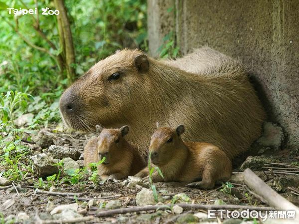 台北市立動物園水豚母女「游泳逃家」保育員帶他們散步送回