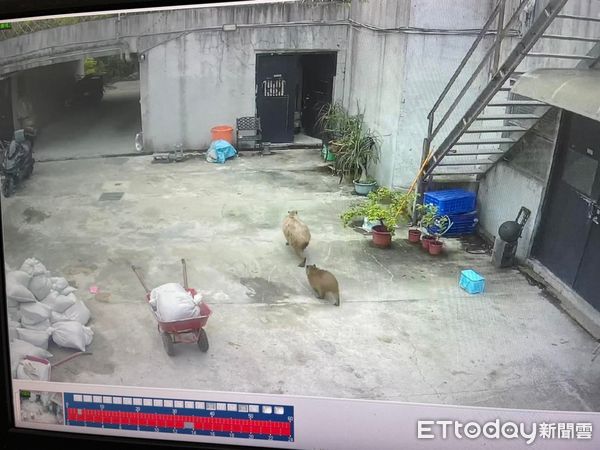 台北市立動物園水豚逃脫。（圖／台北市立動物園提供）