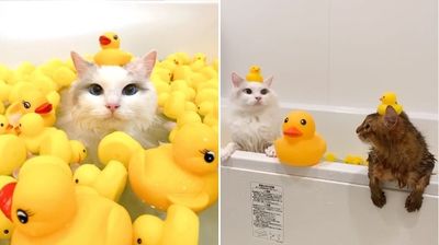 罕見「貓皇愛泡澡」坐擁小鴨、企鵝玩具　弟妹都被影響：好像很好玩
