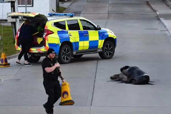 ▲▼一對小海獅正在路上恩愛,警方見狀秒封街護安全。(圖/翻攝自推特/@cena_genti)