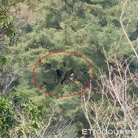 ▲又現熊蹤！台灣黑熊爬上松樹休息。（圖／民眾提供）