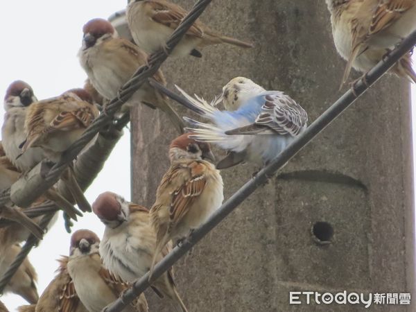 虎皮鸚鵡混入麻雀群。（圖／網友Mei Hsia Tsai提供）