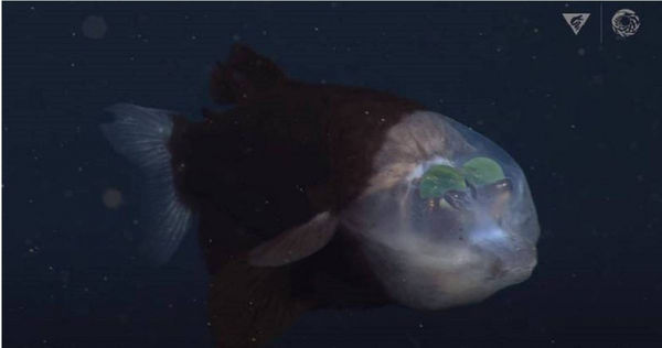 科學家在深海裡拍到太平洋桶眼魚，牠的頭部呈現透明，2顆綠眼球朝上看，外形宛如異形生物。（圖／翻攝自MBARI Youtube，下同)