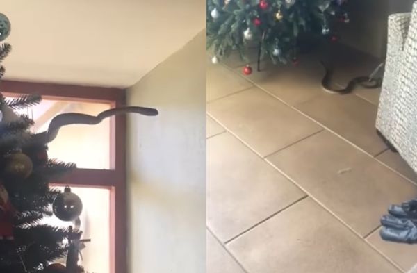 被咬七孔冒血慘死！家貓一直緊盯聖誕樹　竄出南非最毒蛇嚇壞主人。（圖／翻攝自YouTube／SNAKE LIVES MATTER）