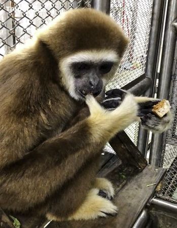 ▲▼台北市立動物園推出「薑母版猴米糕」。（圖／台北市立動物園提供，請勿隨意翻拍，以免侵權。）