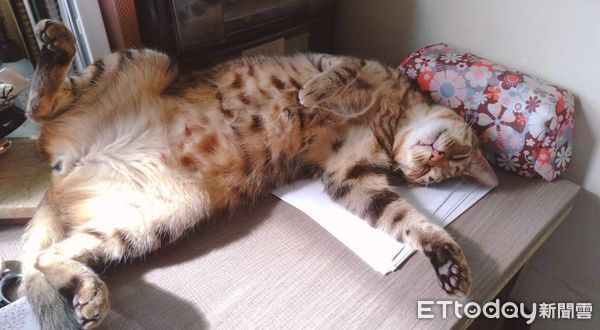 虎斑貓幸福睡姿。（圖／粉專Mocha。摩卡提供）