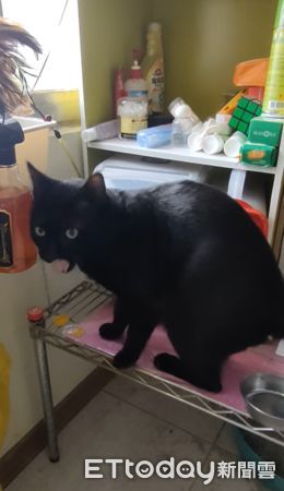 黑貓大啖自助餐。（圖／飼主陳彩有提供）