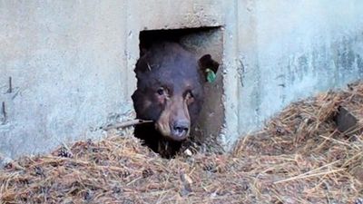 227公斤巨熊「鑽進35公分小洞」過冬！目擊者拍下「熊身伸縮自如」瞬間嚇壞