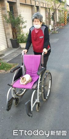 ▲72歲嬤拿輪椅「推毛孫散步」　　曬貓當復健暖哭千人：最棒的陪伴。（圖／飼主夏麗鳳、夏美娟提供）