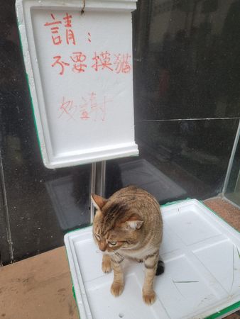 ▲巧遇美貓告示牌「寫7字提醒」　網細讀完提壞壞想法：沒說不能吸。（圖／有點毛毛的／網友Lichi Lin提供）