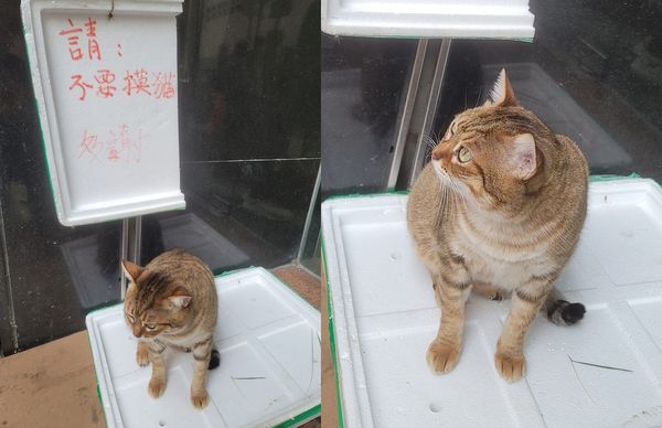 ▲巧遇美貓告示牌「寫7字提醒」　網細讀完提壞壞想法：沒說不能吸。（圖／有點毛毛的／網友Lichi Lin提供）