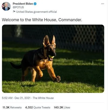 ▲美國迎來新的「白宮第一 犬」:「指揮官」(Commander)。(圖/白宮官媒)