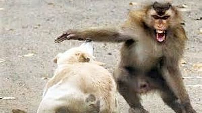 小猴遭咬死「猴群報復謀殺250隻狗」印小村爆發猴犬殺戮戰　村民嚇壞不敢出門