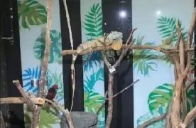 ▲▼混養鸚鵡、綠鬣蜥遭疑環境差 新竹市動物園澄清。（圖／翻攝自台灣鳥類救援協會）