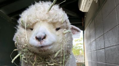 羊羊吃飯像小朋友「草卡滿臉」表情呆滯　園方無情吐槽：很難找到正常照