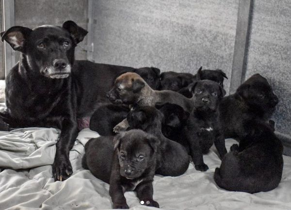 情侶棄養狗媽媽與11隻小狗。（圖／翻攝自Alaqua Animal Refuge）