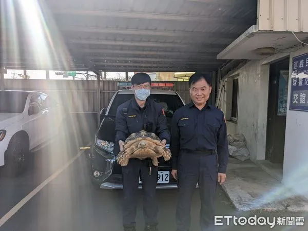 ▲蘇卡達象龜逛大街 竹北員警當動物保母意外拉起人龜情緣。(圖/記者陳凱力翻攝)