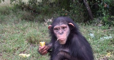 獸醫撫養黑猩猩棄嬰長大！回歸自然卻遭同類「攻擊致死」