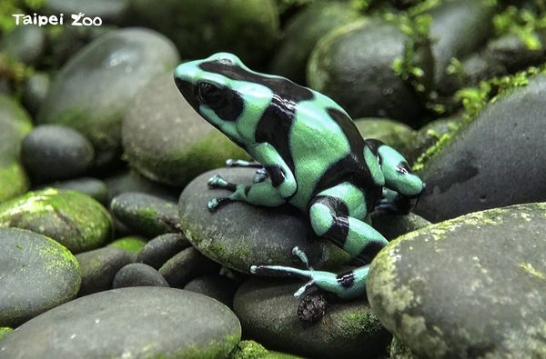 ▲▼台北市立動物園有一套箭毒蛙繁殖SOP。（圖／台北市立動物園提供，請勿隨意翻拍，以免侵權。）