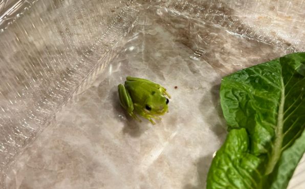 ▲一名藝術家意外在生菜盒中發現青蛙「托尼」。（圖／翻攝自Twitter@Simon Curtis）