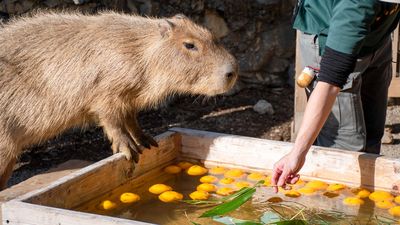 傲嬌水豚「被食物引誘」下湯前一秒腳收回　園方險崩潰：天氣不夠冷