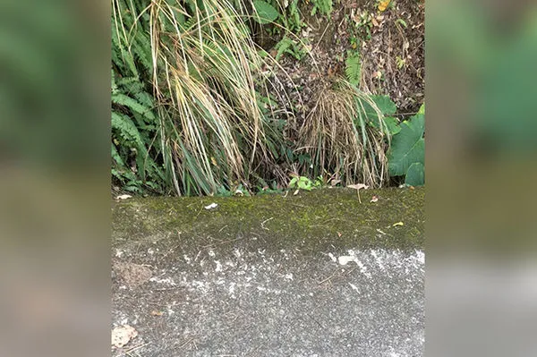 ▲▼父親反對女兒出國念書、和現任男友交往,竟遭不孝女夥同男友殺死,最終棄屍山區。(圖/民眾提供)