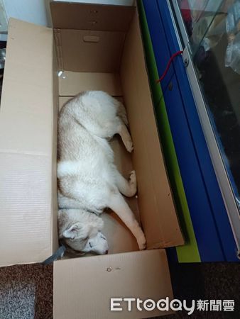 ▲哈士奇複製貓咪嗜好躺「合身紙箱」睡翻　叫半天沒反應嚇壞爸。（圖／飼主提供）