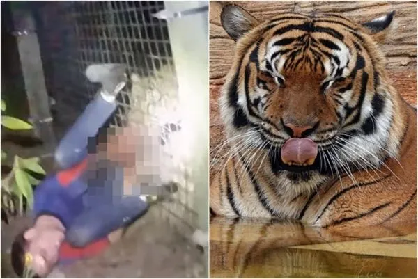 ▲▼ 美國一名清潔工被老虎咬。(圖/翻攝自臉書/Collier County Sheriff`s Office、Naples Zoo at Caribbean Gardens)