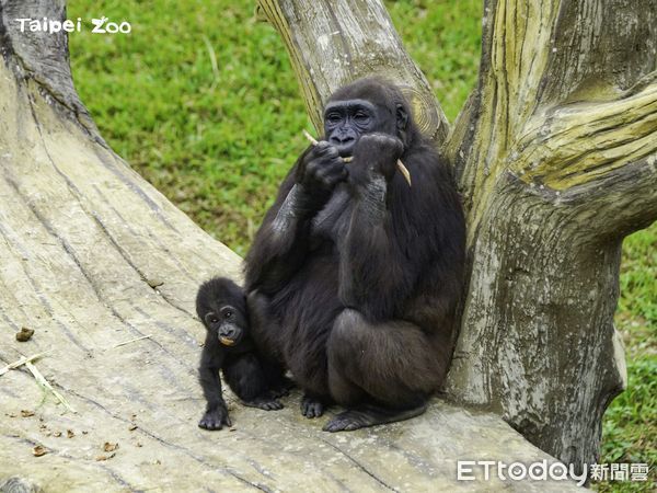 金剛猩猩獲得新棲架。（圖／台北市立動物園提供）