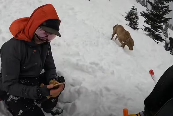 狗狗遇雪崩，大學生驚險救援。(圖／翻攝自Youtube@Robert White）